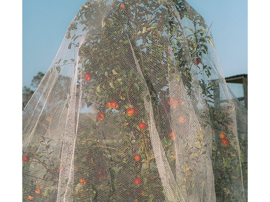 Apple Tree