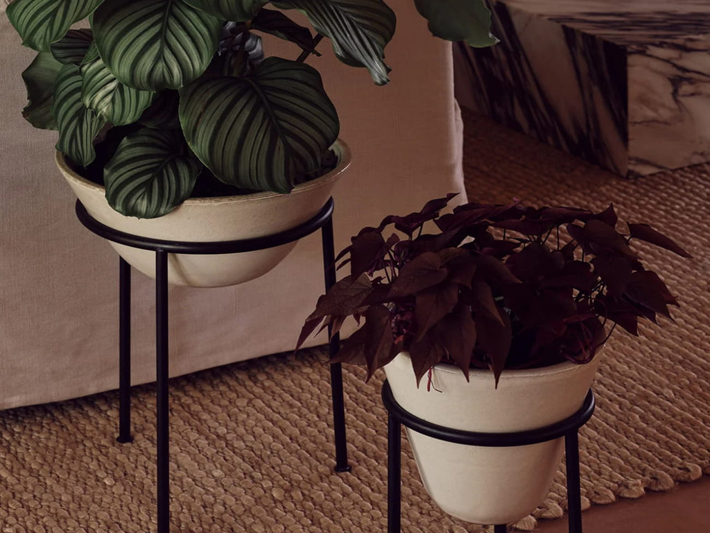 Daiza Planter