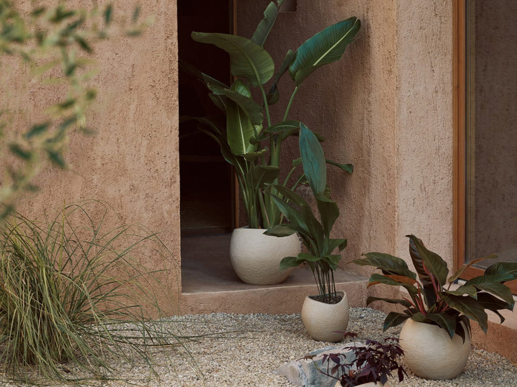 Plantas Planter