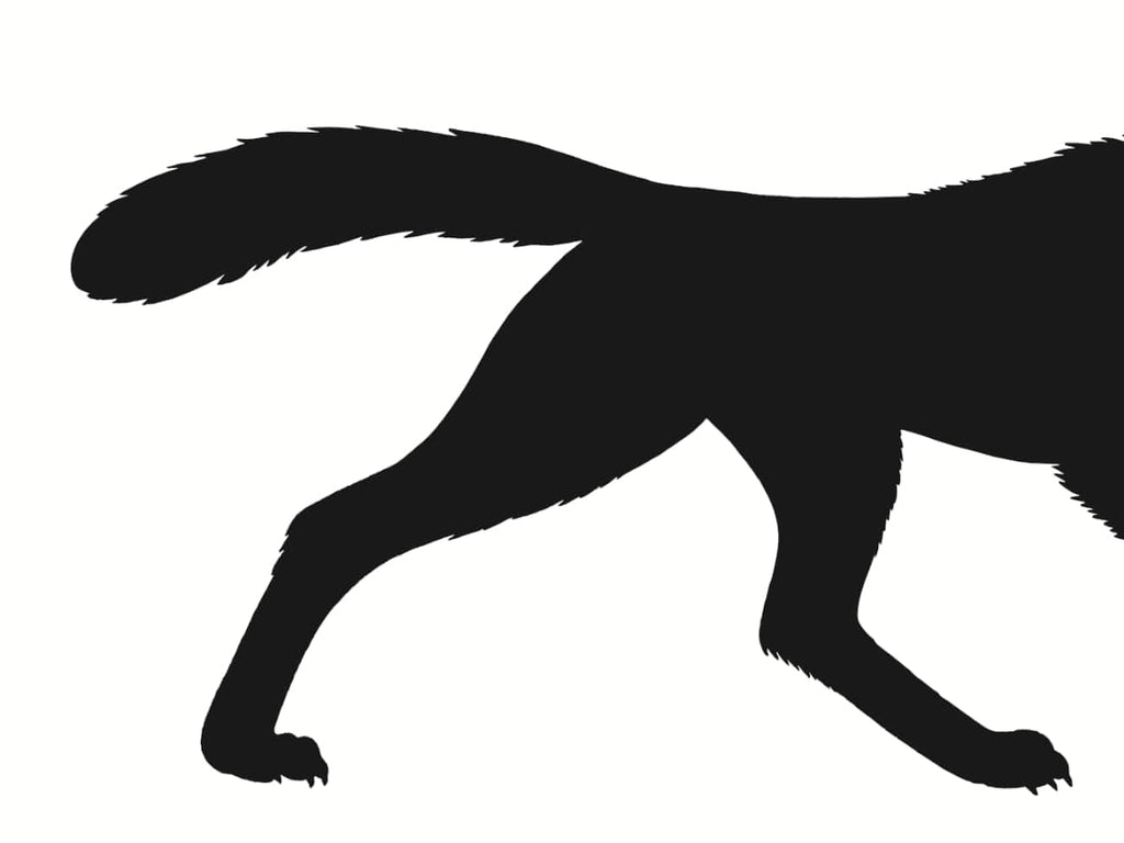 Cinque, il Lupo