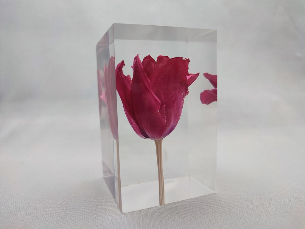 Tulip Red Object