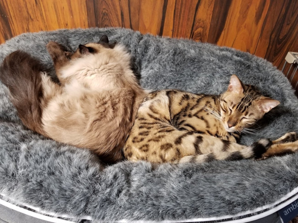 Pet Lounge