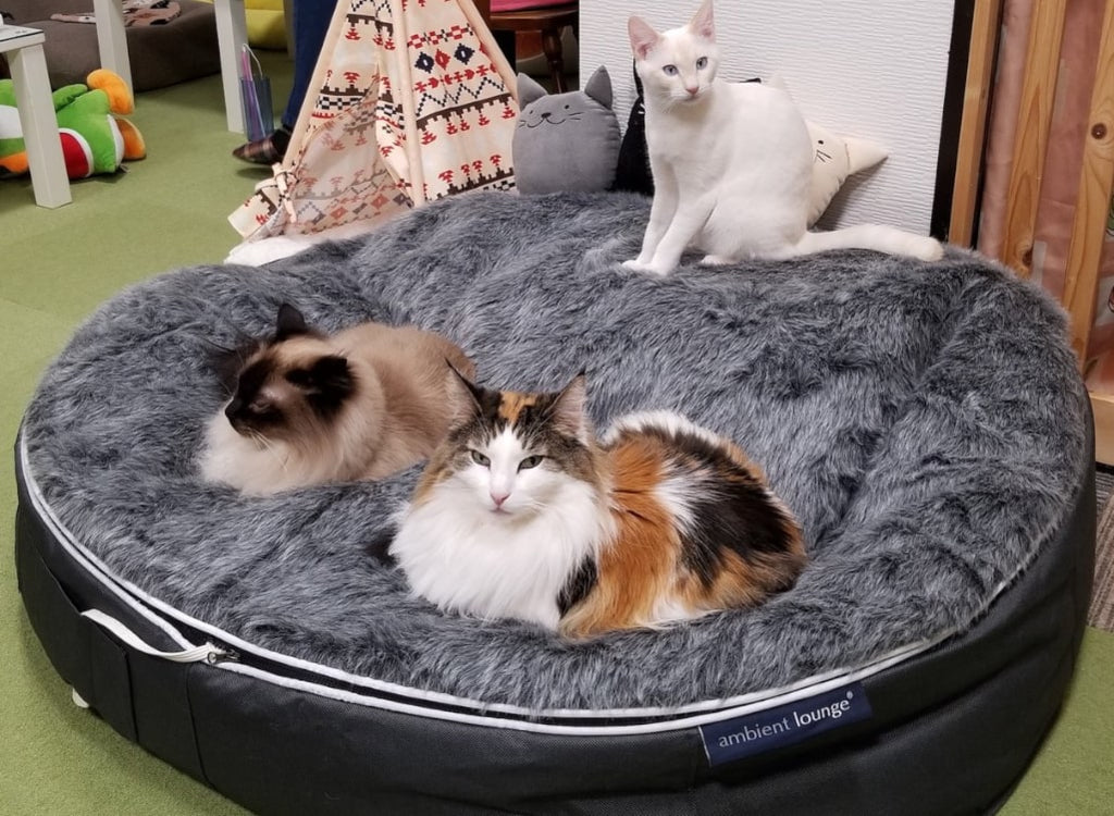Pet Lounge